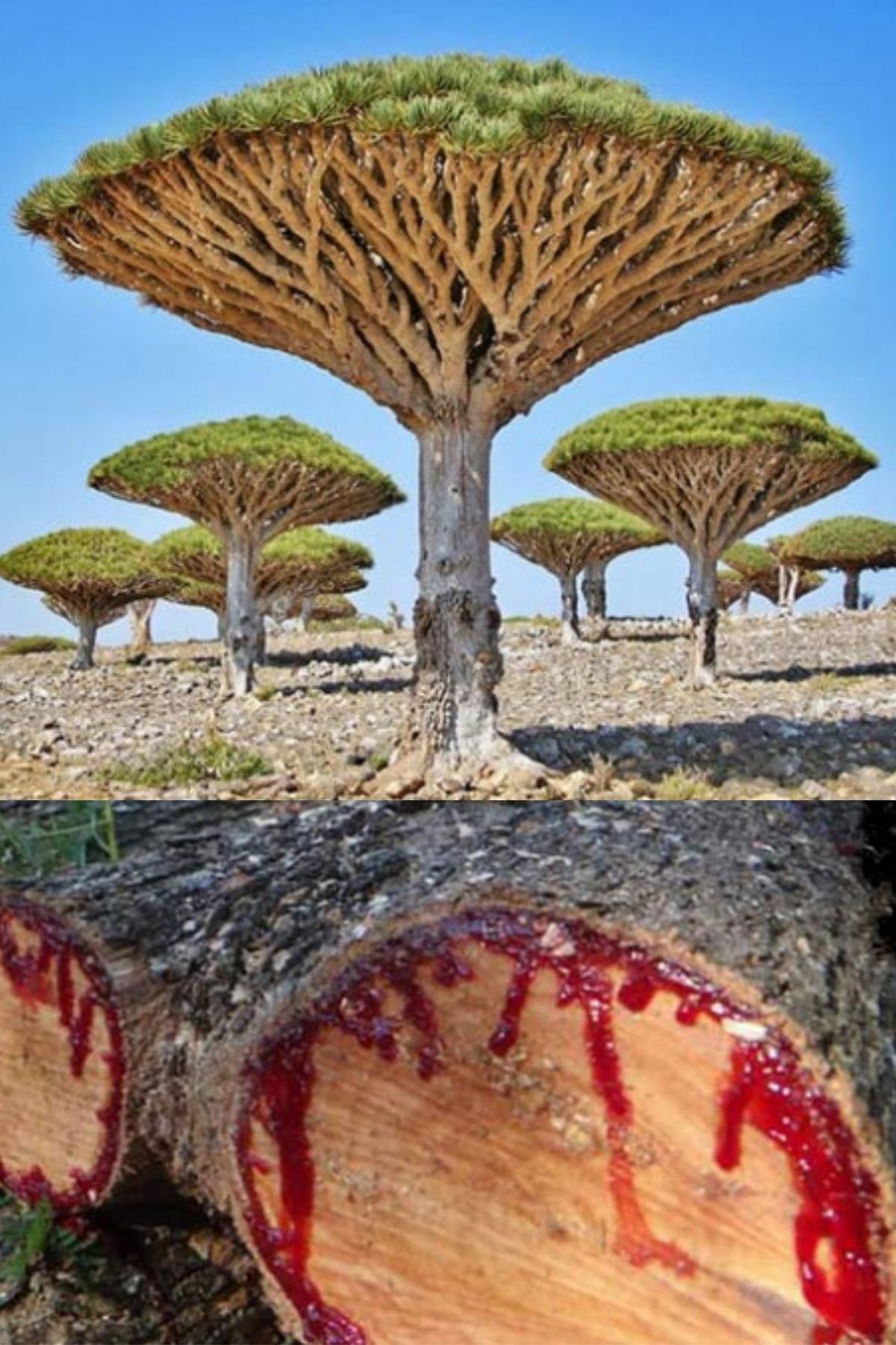 Doğal Kan Ağacı Bloodwood Tesbih El İşi Püsküllü Tesbih Modeli