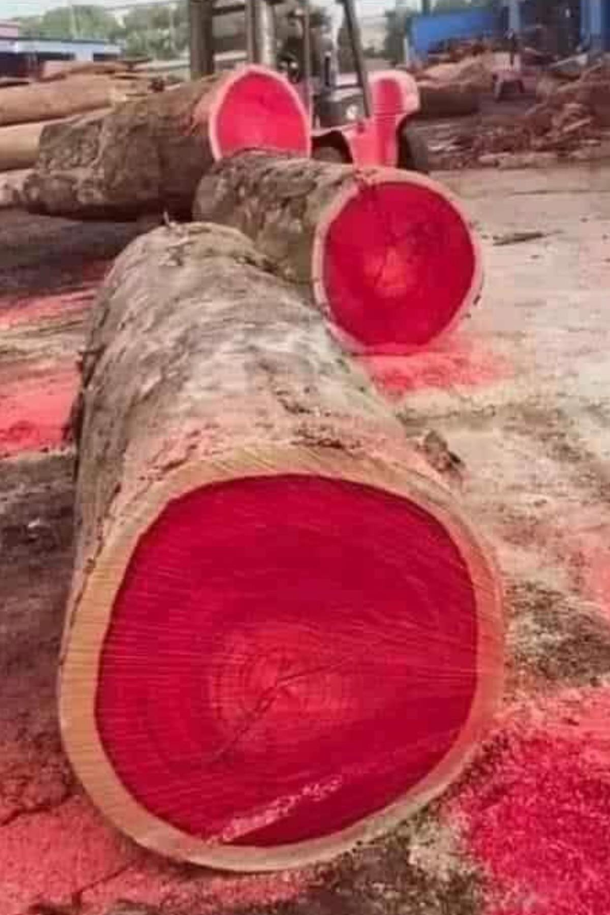 Doğal Kan Ağacı Bloodwood Tesbih El İşi Püsküllü Tesbih Modeli