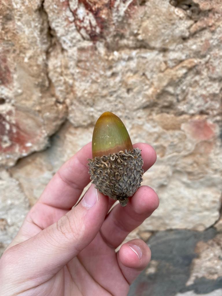 Beyisa Meşe Palamudu Doğunun Kestanesi Pelit Yemiş 1 kg Palamut