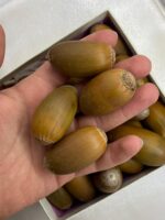 Beyisa Meşe Palamudu Doğunun Kestanesi Pelit Yemiş 1 kg Palamut