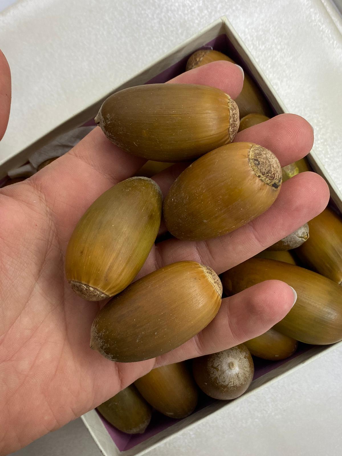 Beyisa Meşe Palamudu Doğunun Kestanesi Pelit Yemiş 1 kg Palamut