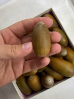Beyisa Meşe Palamudu Doğunun Kestanesi Pelit Yemiş 1 kg Palamut